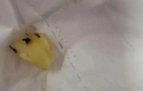 一颗玉米粒惹的祸